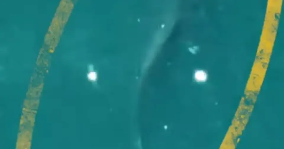 Drones Patrol NYC Beaches as Shark Sightings Surge