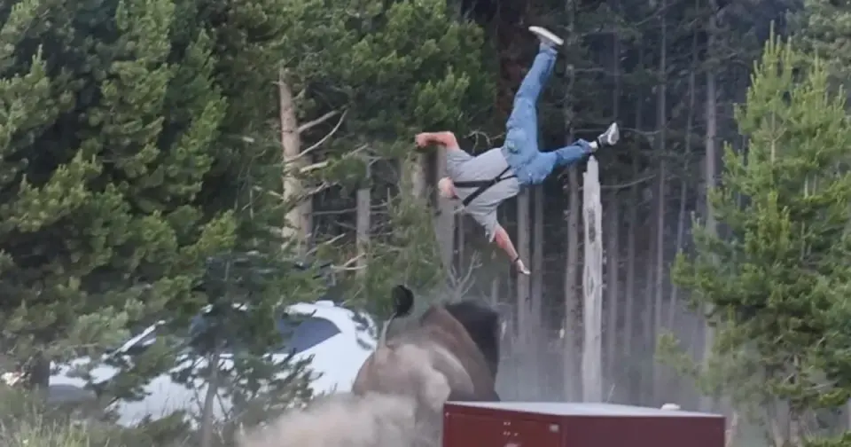 Grandfather Hospitalized After 8-Foot Bison Toss at Yellowstone