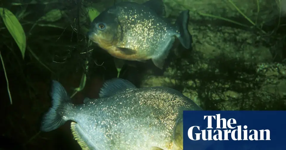 Unexpected catch: 8-year-old reels in a piranha in a Pennsylvania lake