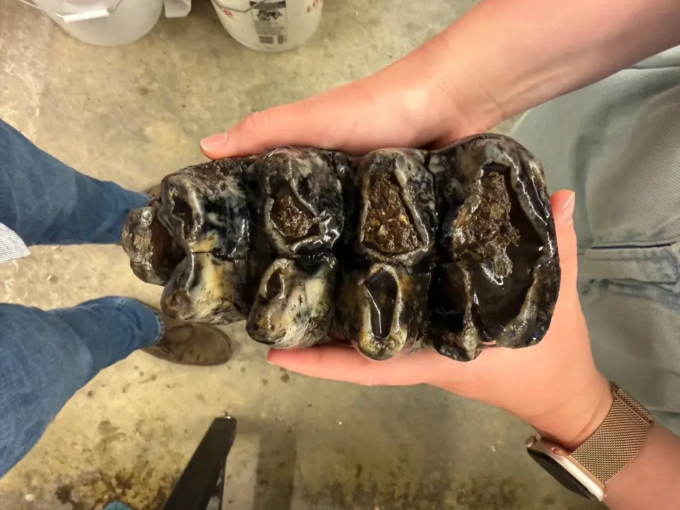 Rare 11,000-Year-Old Mastodon Molar Discovered in San Mateo County Creek