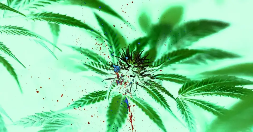 Meta-Analysis Links Cannabis Use to Higher Rates of Violence Perpetration and Victimization