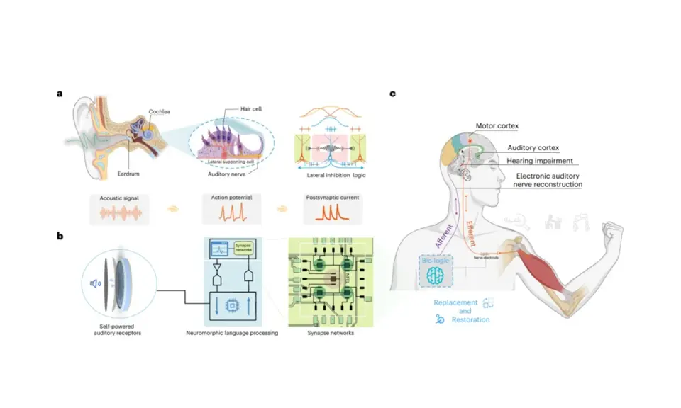 China unveils bionic auditory neural interface capable of understanding sound