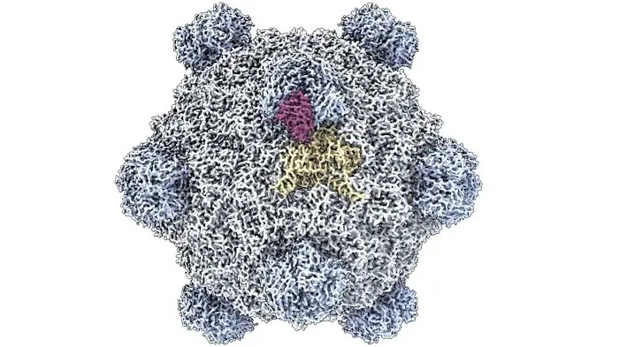 AI Designs First Synthetic Viruses, Raising Biosafety Stakes