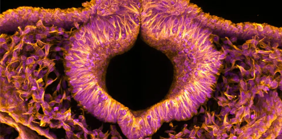 Glowing Quail Embryos Reveal How Neural Tubes Form