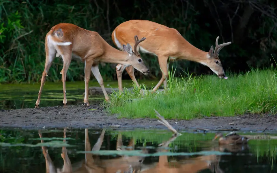 Wisconsin Deer Deaths Reach 900 as EHD Outbreak Intensifies in Southeast Region
