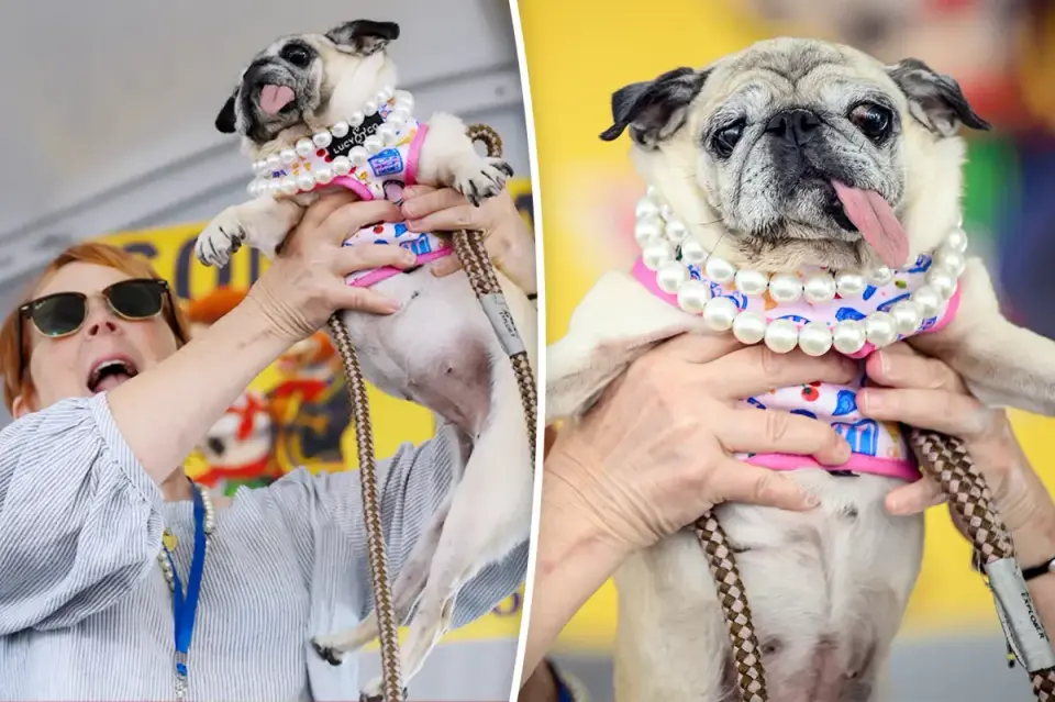 Rescued Pug Jinny Lu Crowned World's Ugliest Dog, Wins $5,000