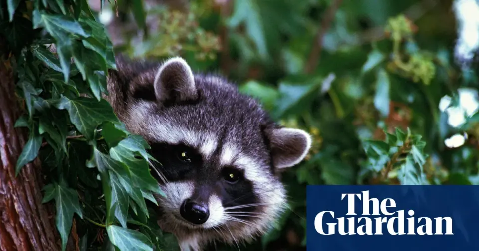 Westlake Village Raccoon Marks First Rabies Case in LA County Since 1973