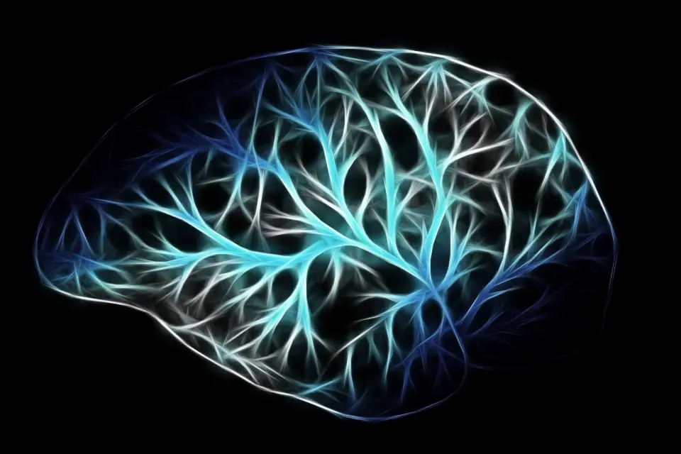 Stanford Study Identifies Two Distinct Embryonic Origins for the Human Brain