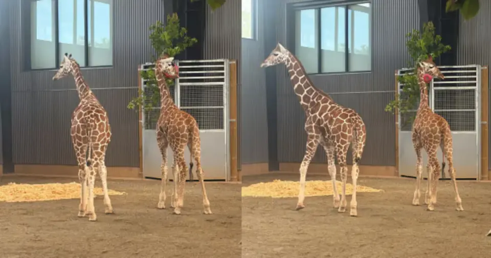 Two missing Virginia giraffe calves find safe haven at Georgia park as investigation continues