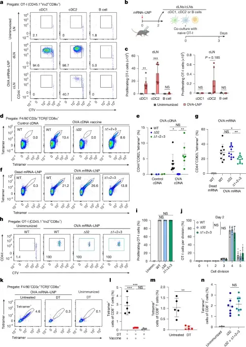 mRNA vaccines prime CD8+ T cells through two dendritic routes and cross-dressed MHC-I