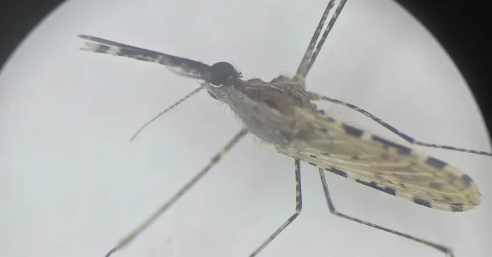 Invasive Malaria Mosquito Crossing Africa Escalates Urban Threat
