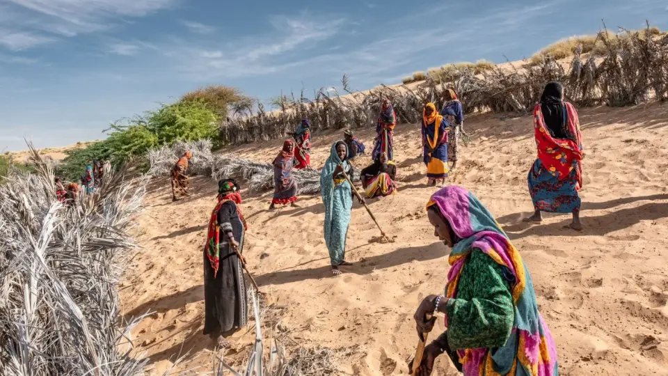 Africa's Great Green Wall: A grand dream unraveling in the desert