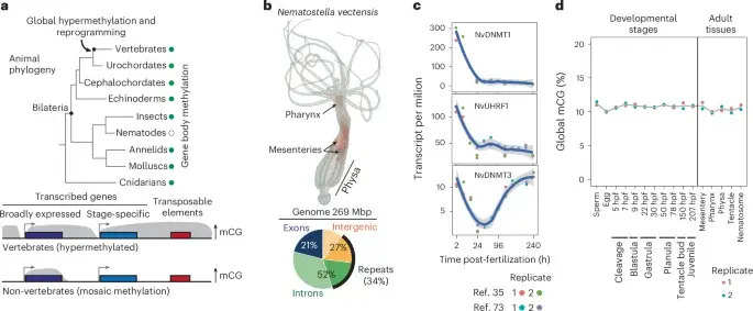 Gene body methylation acts as a genome defense and enables heritable regulatory variation in a cnidarian