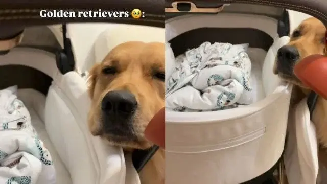Golden Retriever and Baby Form Heartwarming Best Friends Duo