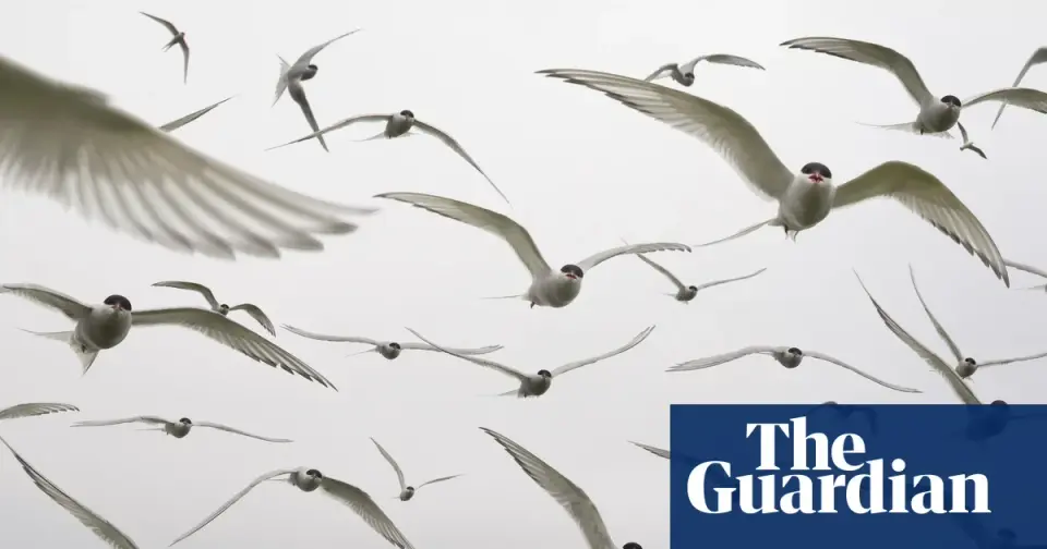 Global Report: 45% of Migratory Birds in Decline Amid $6bn Conservation Pledge