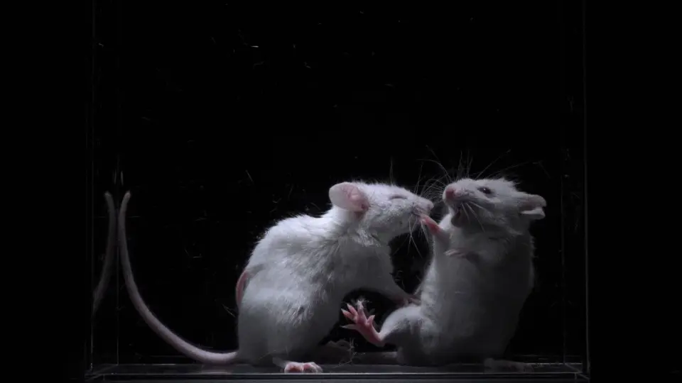 Brain circuit links social memory to fear, triggering aversion in mice