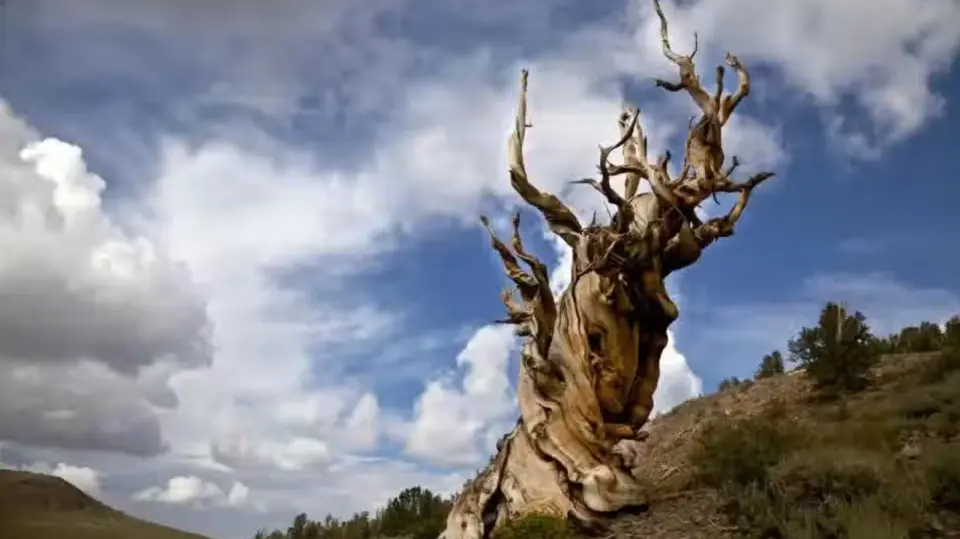 Methuselah: The 4,800-Year-Old Bristlecone Pine That Outlives Empires