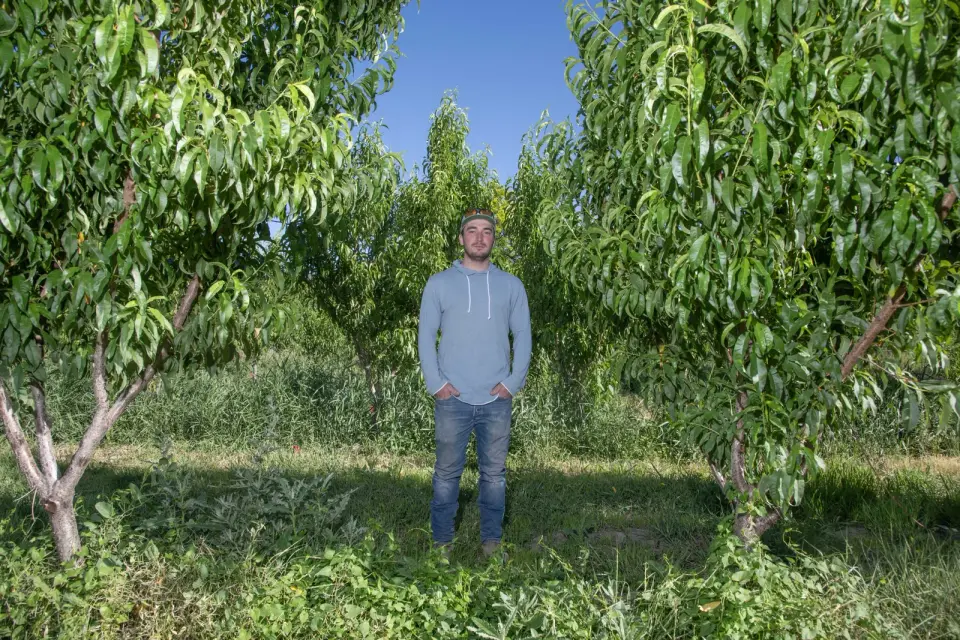 April Freeze Devastates Colorado North Fork Valley Orchards, Forcing Farms to Rebuild