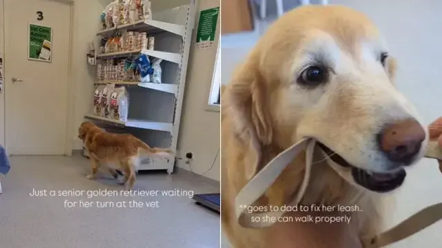 Senior Golden Retriever Turns Vet Wait Into a Solo Walkabout