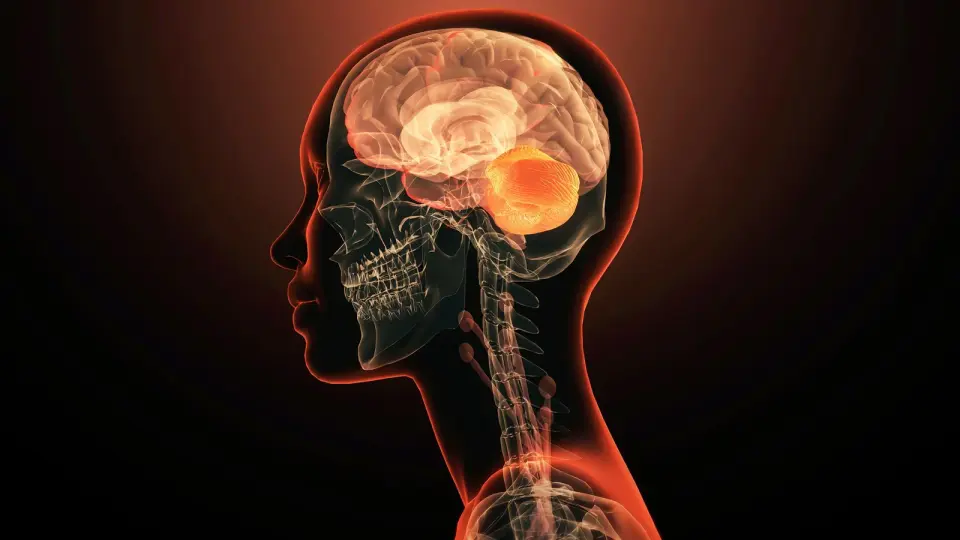 New Study Suggests Human Brain Formed from Two Distinct Nervous Systems