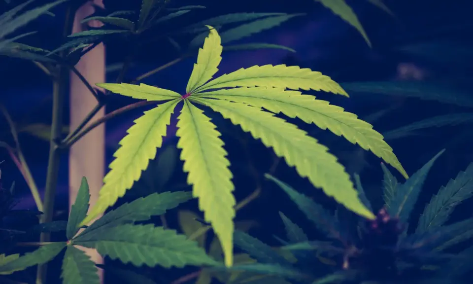 DEA Blocks Agency Witness Ahead of Marijuana Rescheduling Hearing