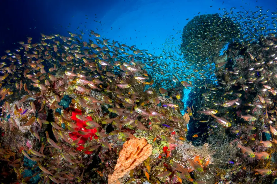 Oceanic oxygen loss could destabilize ecosystems, scientists warn