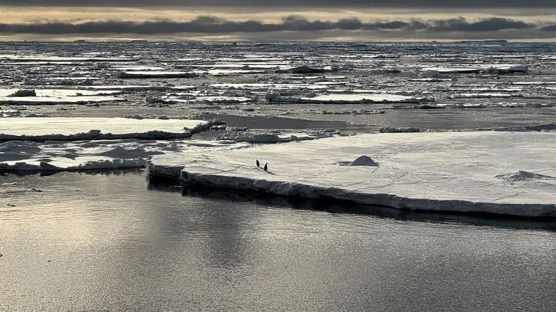 Antarctica’s sea ice plunges as a three-stage cascade unlocks a new climate state