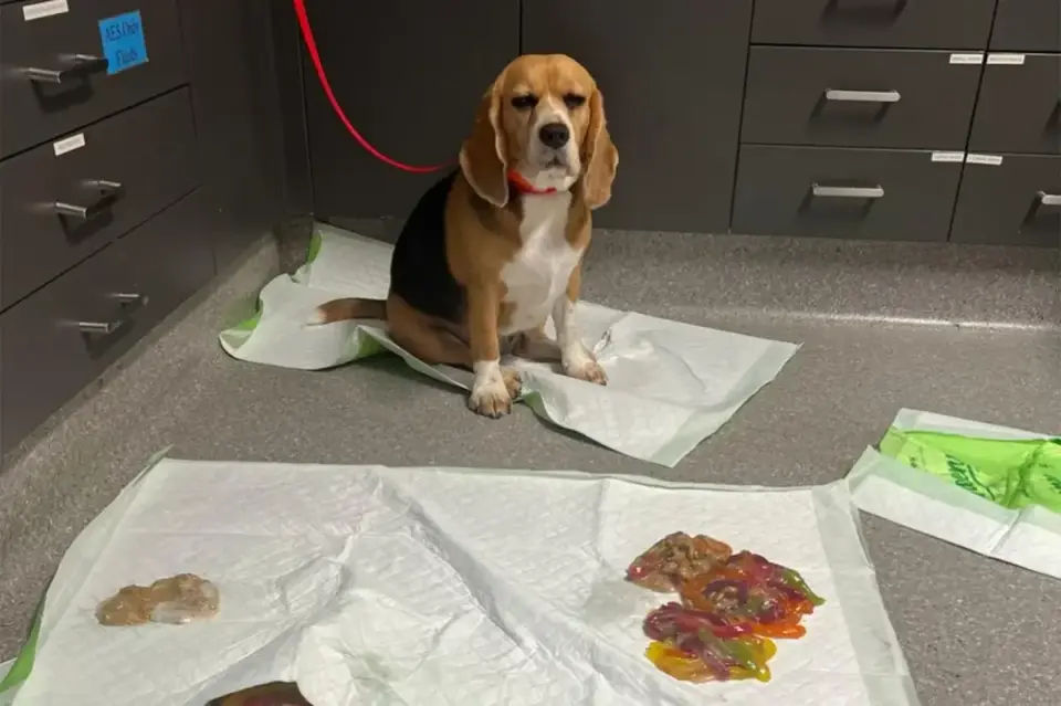 Beagle’s gummy-worm binge lands vet visit in Australia
