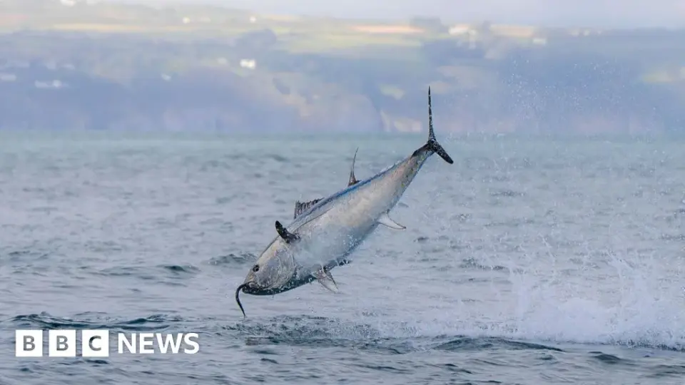 WWF's 2026 Report: Global Wildlife Down 73%, Yet Tuna and Tiger Recoveries Signal Hope