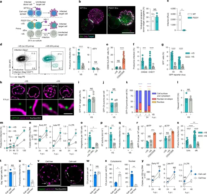 HIV-1 weaponizes T-cell signals to open nuclear pores and infect resting cells