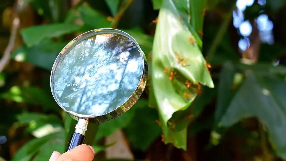 EcoSmart Ant Killer: A Plant-Based, Pet-Friendly Lawn Solution