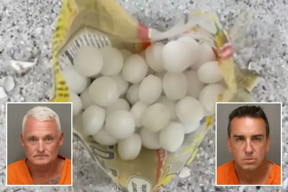 Florida businesses accused of using mothballs to deter endangered shorebirds