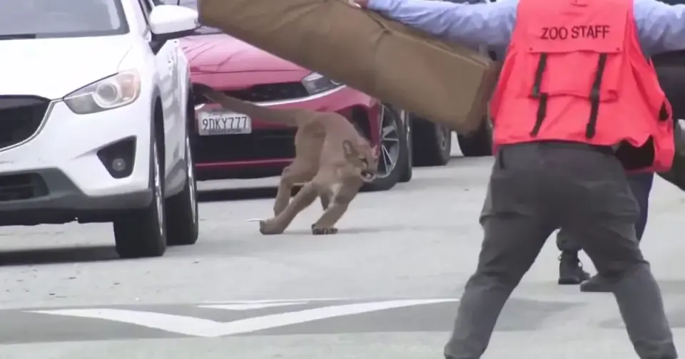 Juvenile mountain lion tranquilized and released after standoff in Outer Sunset