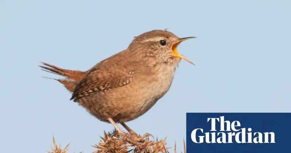 Birdsong uplifts mood in urban spaces, but traffic dulls the effect, researchers say