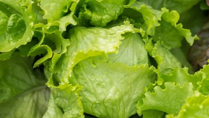 Cyclospora Outbreak Winding Down: FDA Confirms Recalled Lettuce Removed, But Investigation Continues