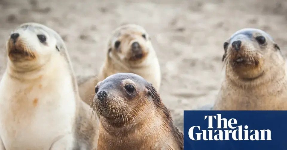 First H5 Bird Flu Fatality Hits Endangered Australian Sea Lion in South Australia