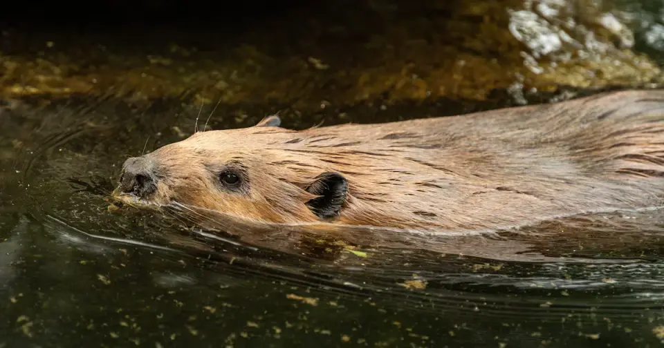 Rabid Beavers Attack Visitors, Maryland State Park Water Access Shut Down