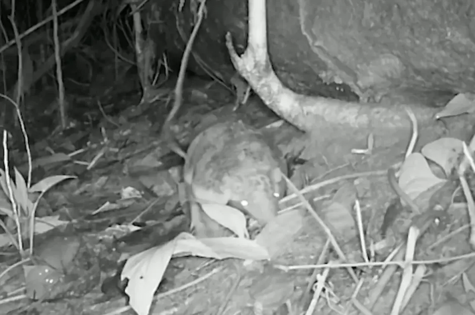 Rare Camera Trap Footage Captures Baby Giant Armadillo in Peruvian Amazon