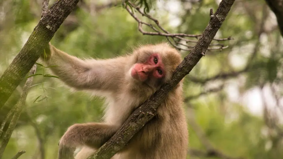 Macaques Show Heightened Germ Aversion After Viral Outbreak
