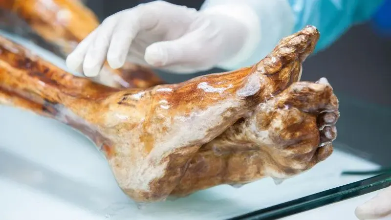 Ötzi’s microbes survive millennia, reshaping view of ancient microbiomes