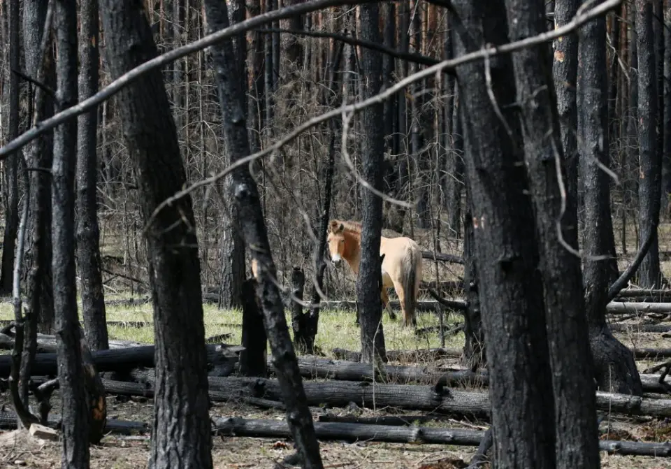 Chernobyl's Exclusion Zone Becomes a Refuge for Wildlife