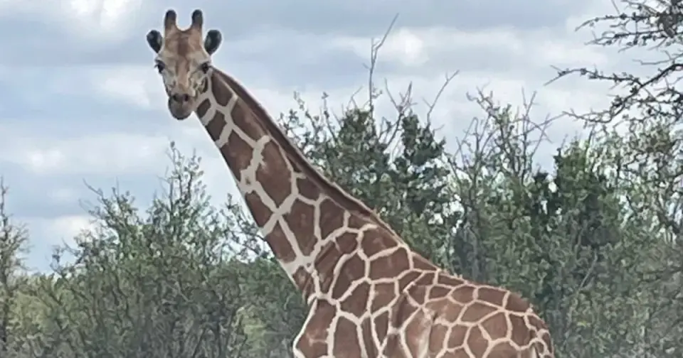 Gracie the Giraffe Found Safe After Two-Week Texas Escape