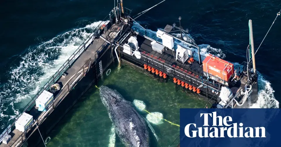 Tracker Glitch Overshadows Privately Funded Timmy Whale Rescue