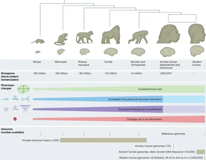 A genome-first view of how the human brain evolved