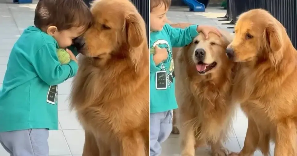 Gentle Golden Retrievers Share Love With Ball-Holding Toddler