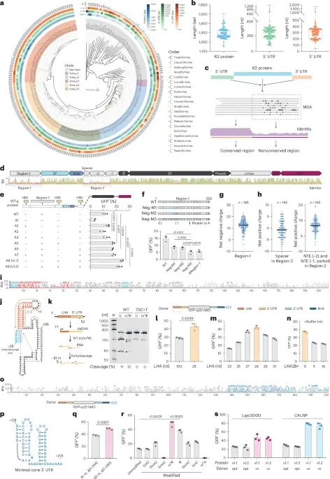 Engineered Avian Retrotransposons Achieve 60% Targeted Gene Integration in Human Cells