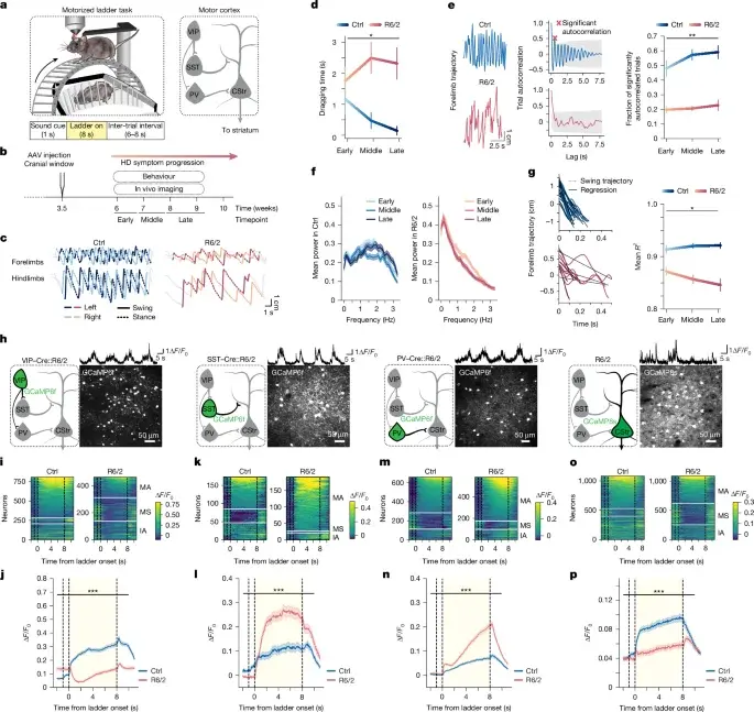 VIP interneuron activation restores motor function in Huntington’s disease model