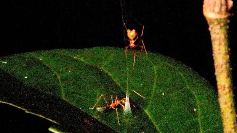 Australian ballista spider uses silk spring trap to hurl ants into its web