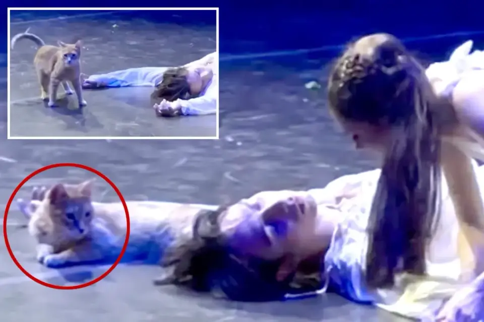 Cat cameo steals the final act in a Turkish Romeo and Juliet performance