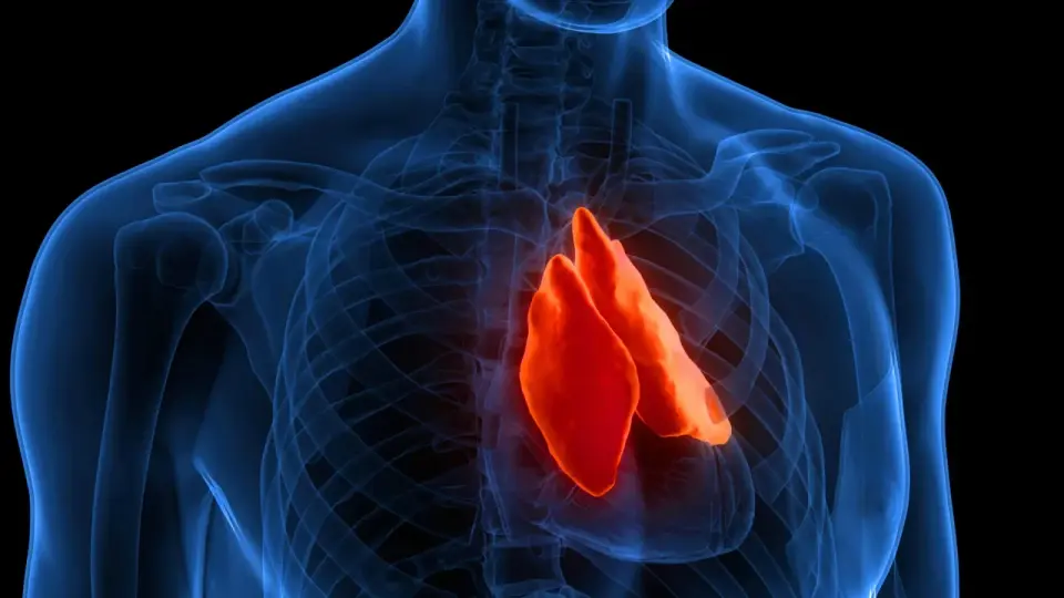 Healthy Thymus Reveals Clues to Longevity and Cancer Therapy